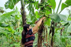 Đakrông: Chuối lùn bản địa mang lại thu nhập đến 85 triệu đồng/ha/năm