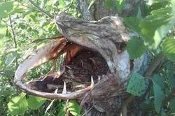 Tròn mắt kinh ngạc cảnh tượng chim làm tổ trong hộp sọ cá