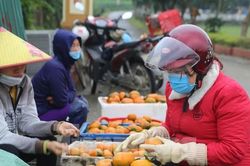 'Thủ phủ' cam bù nhộn nhịp sau Tết
