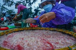 Ngư dân Đà Nẵng nhộn nhịp với ruốc biển đầu năm