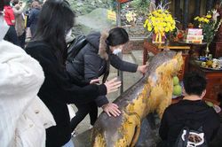 Xoa mòn tượng 'thần hổ' ở chùa Hương Tích cầu hết bệnh