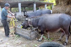 Phát triển chăn nuôi gia súc bền vững