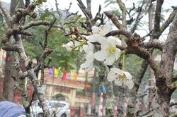 Ngắm hoa lê tiền triệu xuống Thủ đô sau Tết