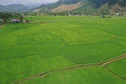 Đi giữa mùa xanh