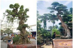 Giật mình những cây duối tiền tỷ đại gia xếp hàng chờ mua