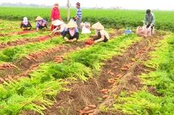 Lần đầu tiên tổ chức Lễ hội thu hoạch cà rốt để kích cầu và xuất khẩu