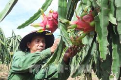 Giá thanh long ở Tiền Giang dần tăng trở lại