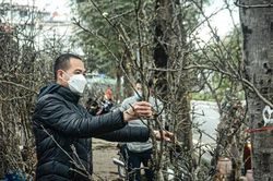 Hà Nội: Hoa lê tiền triệu xuống phố chơi Xuân