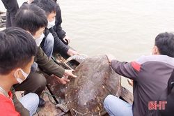 Ngư dân Nghi Xuân tự nguyện giao nộp cá thể rùa nặng 50 kg để thả về môi trường tự nhiên