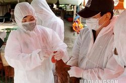 Phòng, chống dịch bệnh trên đàn gia súc và gia cầm: Cần chủ động trước nguy cơ caoTin khácNgoại giao kinh tế: Góp phần thúc đẩy phát triển trên mảnh đất địa đâùĐảm bảo an toàn phòng dịch COVID-19 tại các điểm di tích
