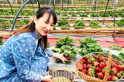 Vườn dâu tây ở Hoàng Khai
