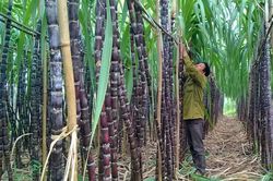Thị trường đường áp lực trước đà giảm mạnh của giá dầu thô