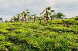 Sốt đất: Anh nông dân trồng chè bỗng thành đại gia nhưng hễ có tiền là mua thêm, không chịu bán ra