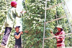 Giá hồ tiêu tăng, niềm vui chưa trọn