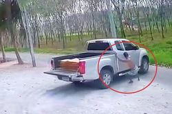 Phì cười với pha chạy theo giữ chiếc bán tải đang trôi dốc của nam tài xế