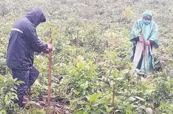 Kinh tế Nông nghiệp - Nông thôn Nghiệm thu công đoạn hoàn thành trồng rừng bản địa đa loài