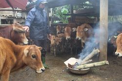 Muôn kiểu chống rét cho 'đầu cơ nghiệp'