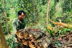 Nâng cao giá trị sản phẩm quế Văn Bàn