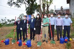 Quảng Ngãi: Trồng cây xanh ở Di tích kiến trúc nghệ thuật quốc gia Đình làng An Định