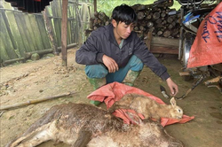 Rét đậm, rét hại gây thiệt hại cho đàn gia súc tại Sơn La