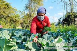 Văn Quan: Hối hả thu hoạch rau vụ đôngTin khácChủ động giữ ấm cho trẻ mầm nonĐảm bảo an toàn tại các cơ sở lưu trú