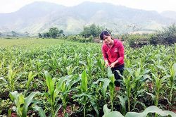 Huyện Đakrông triển khai nhiều phương án sản xuất nông nghiệp linh hoạt, hiệu quả