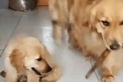 Chó con gây tội 'tày trời', Golden mẹ làm một việc khiến chủ nhân lập tức nguôi giận