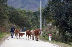 Rét đậm, rét hại gây nhiều thiệt hại tại Điện Biên, Bắc Kạn, Lạng Sơn