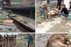 Trâu, bò chết rét hàng loạt, người dân cần làm gì để được hỗ trợ?