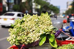 Phố phường Hà Nội ngát hương thơm mùa hoa bưởi