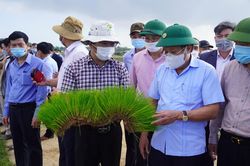 Khẩn trương tháo gỡ vướng mắc về giao đất để triển khai dự án Nhà máy chế biến gạo hữu cơ Quảng Trị