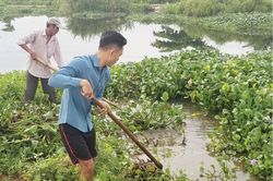 Kinh tế Vớt bèo khơi thông dòng chảy