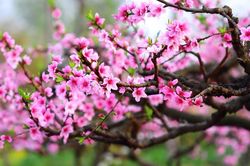 Ngày 24/2/2022 (24 tháng Giêng Nhâm Dần) là ngày tốt hay xấu và những điều cần biết