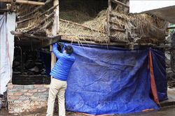 Yên Bái có gần 100 gia súc chết do rét đậm, rét hại