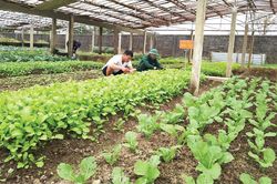 Chính trị - Xã hội An ninh - Quốc Phòng Ứng dụng mô hình chăn nuôi, trồng trọt nơi vùng biên
