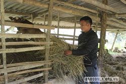 Công tác phòng chống rét cho đàn vật nuôi - Những vấn đề đặt ra