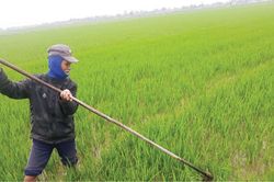 Kinh tế Lão nông bền bỉ trên ruộng hoa, ruộng lúa