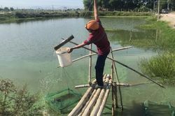 Kinh tế Kinh tế Bảo vệ cá lồng trước rét kéo dài