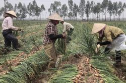 Người trồng hành 'cay mắt' vì năng suất giảm mạnh