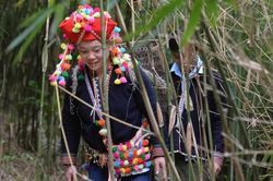 Theo chân người Dao thu hoạch 'lộc rừng' trên dãy Hoàng Liên Sơn