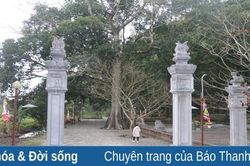 Về thăm núi Tùng