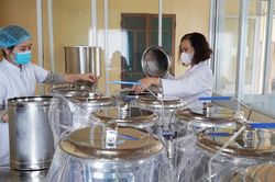 Cà gai leo An Xuân 'lên kệ' Siêu thị Co.opmart