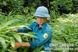 Hội viên nông dân làm giàu từ rừngTin khácLực lượng vũ trang tỉnh: 75 năm chiến đấu, xây dựng và trưởng thànhCông tác tuyên truyền góp phần thực hiện tốt Chỉ thị 05