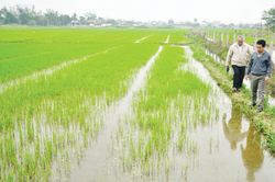 Kinh tế Nông nghiệp - Nông thôn Phòng trừ sâu bệnh cho cây lúa đông xuân