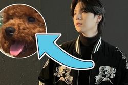 Suga BTS khiến ARMY mê mẩn với bài đăng mới về cún Holly