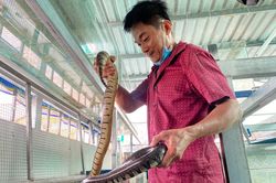 Cho rắn 'ở nhà lầu', anh nông dân ở miền Tây thu trăm triệu mỗi năm