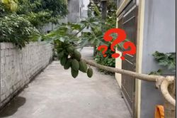 Cây đu đủ mọc 'ngang ngược' chắn cả hẻm, nhìn kỹ mới hiểu vì sao chưa bị chặt