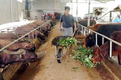 Nông dân Bản Cầm phát triển kinh tế trang trại
