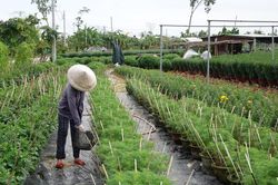 Đà Nẵng: Điều tra nhóm dịch vụ, 'cò' đất chuyển đất nông nghiệp sang đất ở
