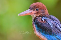 Bảo tồn các loài hoang dã dễ bị tổn thương